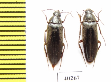 Synchroidae, Synchroa melanotoides  Russia, Far East - INSECTS-STORE.RU