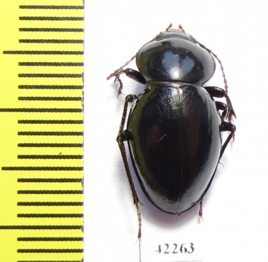 Tenebrionidae sp.  Angola - INSECTS-STORE.RU