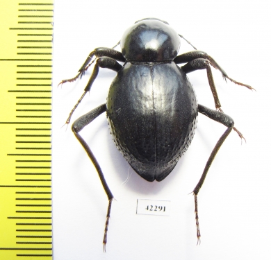 Tenebrionidae sp.  Angola - INSECTS-STORE.RU