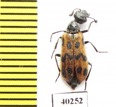 Mylabris batnensis  Morocco - INSECTS-STORE.RU