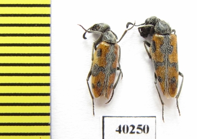 Meloidae sp.  Iran, Qazvin prov. - INSECTS-STORE.RU