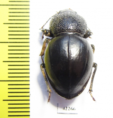 Tenebrionidae sp.  Namibia - INSECTS-STORE.RU