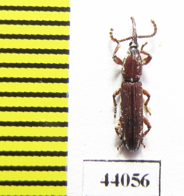 Brentidae sp.  Tanzania - INSECTS-STORE.RU