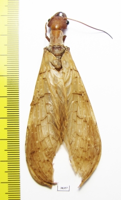 Megaloptera sp.  Peru - INSECTS-STORE.RU