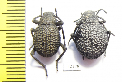 Alogenius cavifrons, pair  Namibia - INSECTS-STORE.RU