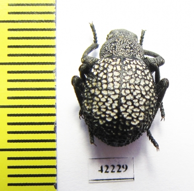 Alogenius cavifrons  Namibia - INSECTS-STORE.RU