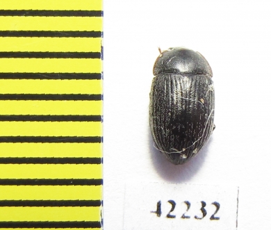 Tenebrionidae sp.  Namibia - INSECTS-STORE.RU