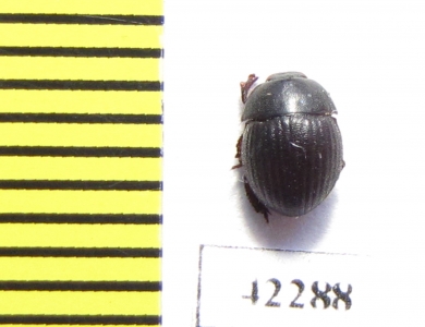 Tenebrionidae sp.  Namibia - INSECTS-STORE.RU