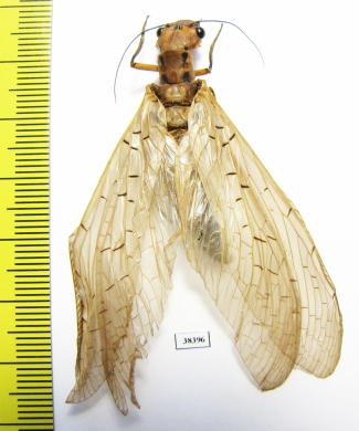 Megaloptera sp.  South Africa Rep. - INSECTS-STORE.RU