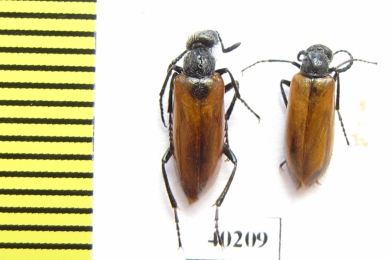 Meloidae sp.  Iran, Ardabil prov. - INSECTS-STORE.RU