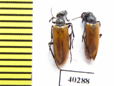 Meloidae sp.  Iran, Ardabil prov. - INSECTS-STORE.RU