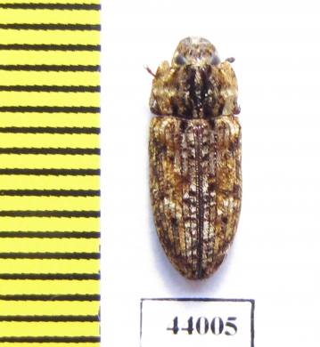 Trogossitidae sp.  Tanzania - INSECTS-STORE.RU