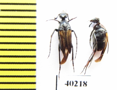 Ripiphoridae, Macrosiagon sp., pair  Argentina - INSECTS-STORE.RU