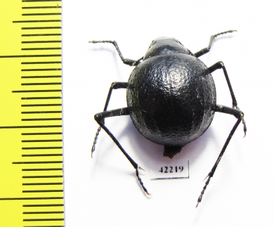 Tenebrionidae sp.  Namibia - INSECTS-STORE.RU