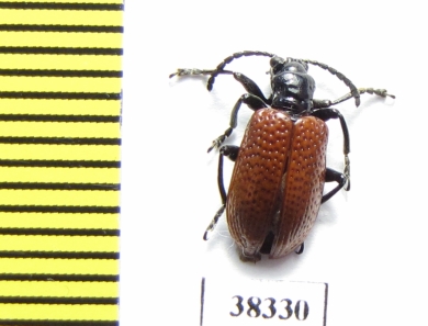 Chrysomelidae sp.  South Africa Rep. - INSECTS-STORE.RU