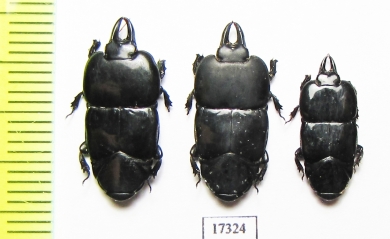 Hololepta laevigata  Indonesia, Sumatra - INSECTS-STORE.RU