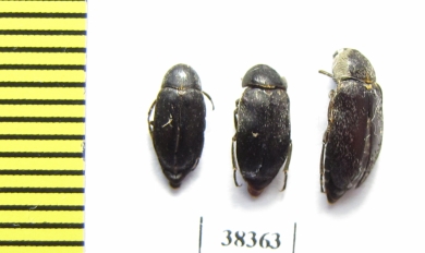 Dermestidae sp.  South Africa Rep. - INSECTS-STORE.RU