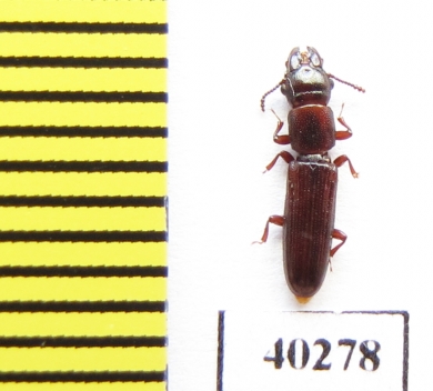 Prostomidae sp.  Indonesia, Sumatra - INSECTS-STORE.RU