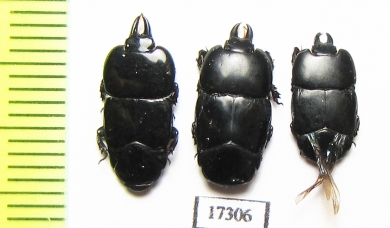 Hololepta sp.  Indonesia, Sumatra - INSECTS-STORE.RU