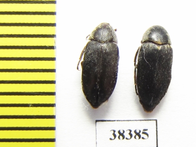 Dermestidae sp.  South Africa Rep. - INSECTS-STORE.RU