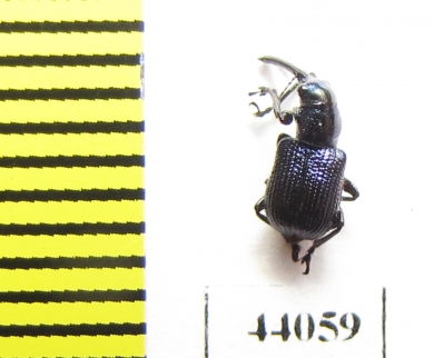 Rhynchitidae sp.  Thailand - INSECTS-STORE.RU