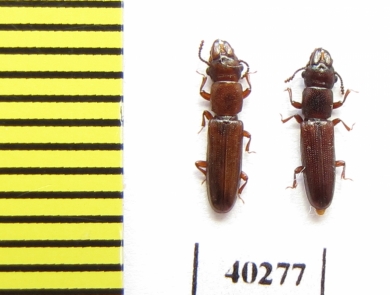 Prostomidae sp.  Indonesia, Sumatra - INSECTS-STORE.RU