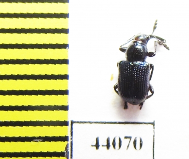 Rhynchitidae sp.  Thailand - INSECTS-STORE.RU