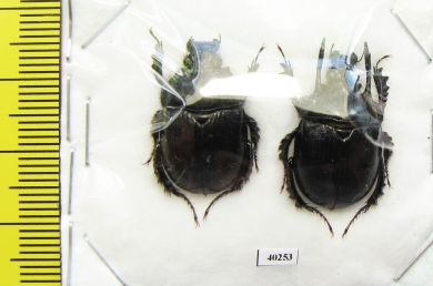 Typhaeus typhoeoides, pair  Morocco - INSECTS-STORE.RU