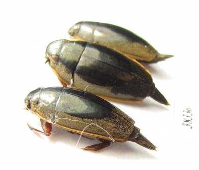 Gyrinidae sp.  South Africa Rep. - INSECTS-STORE.RU