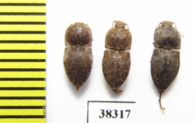 Elateridae sp.  South Africa Rep.   - INSECTS-STORE.RU