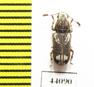 Anthribidae sp.  Thailand - INSECTS-STORE.RU