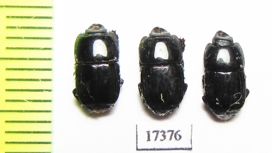 Platysoma sp.  Indonesia, Sumatra - INSECTS-STORE.RU