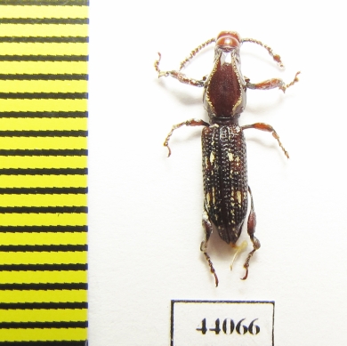 Brentidae sp.  Thailand - INSECTS-STORE.RU