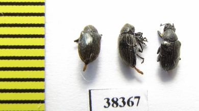 Urodontinae sp.?  South Africa Rep. - INSECTS-STORE.RU