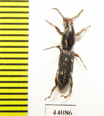 Brentidae sp.  Thailand - INSECTS-STORE.RU