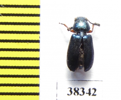 Cleridae sp.  South Africa Rep. - INSECTS-STORE.RU