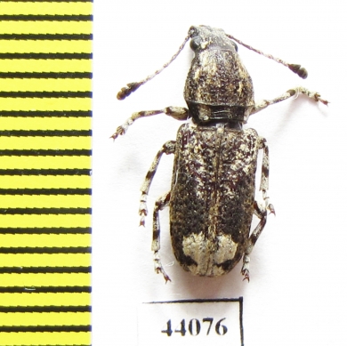 Anthribidae sp.  Thailand - INSECTS-STORE.RU