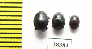 Histeridae sp.  South Africa Rep. - INSECTS-STORE.RU