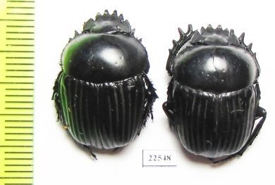 Scarabaeus laticollis  Italy, Sardinia - INSECTS-STORE.RU