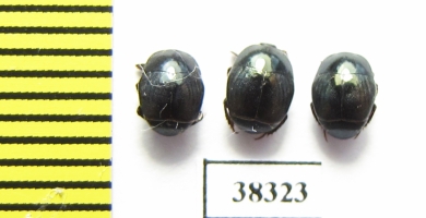 Histeridae sp.  South Africa Rep. - INSECTS-STORE.RU