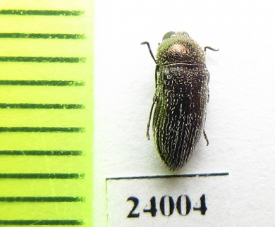 Acmaeoderella ? gibbulosa  Turkey - INSECTS-STORE.RU