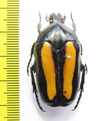 Clerota boddhisatva  Thailand - INSECTS-STORE.RU