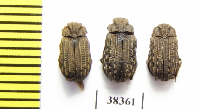 Trogidae sp.  South Africa Rep. - INSECTS-STORE.RU