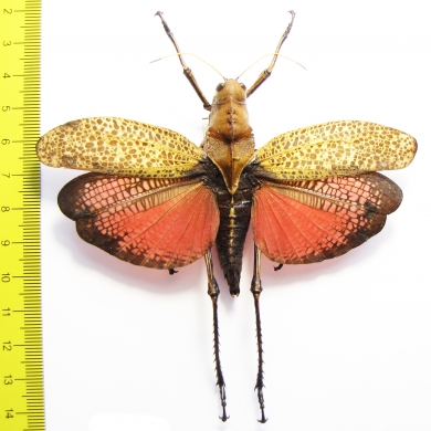 Orthoptera sp.  Guatemala - INSECTS-STORE.RU