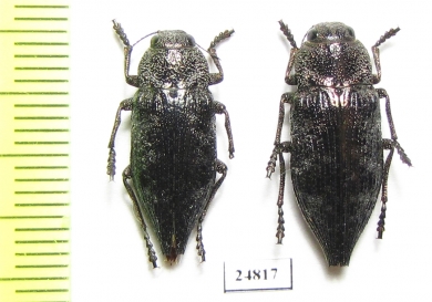 Dicerca aenea  Russia, Ryazan' reg. - INSECTS-STORE.RU