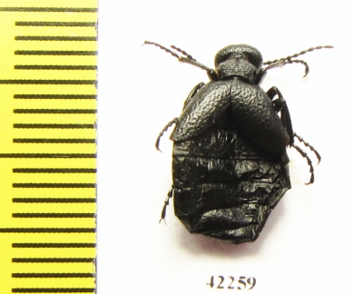 Meloe ? rugosus  Georgia - INSECTS-STORE.RU