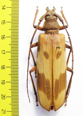 Oplatocera sp.  China, Guangxi prov. - INSECTS-STORE.RU