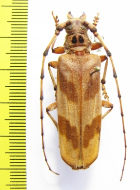 Oplatocera sp.  China, Guangxi prov. - INSECTS-STORE.RU