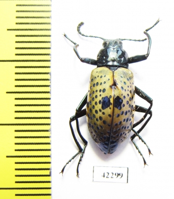 Tenebrionidae sp.  Peru - INSECTS-STORE.RU