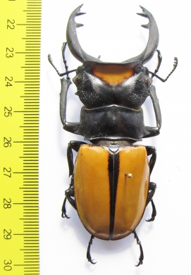 Odontolabis lacordairei  Indonesia, Sumatra 78mm - INSECTS-STORE.RU